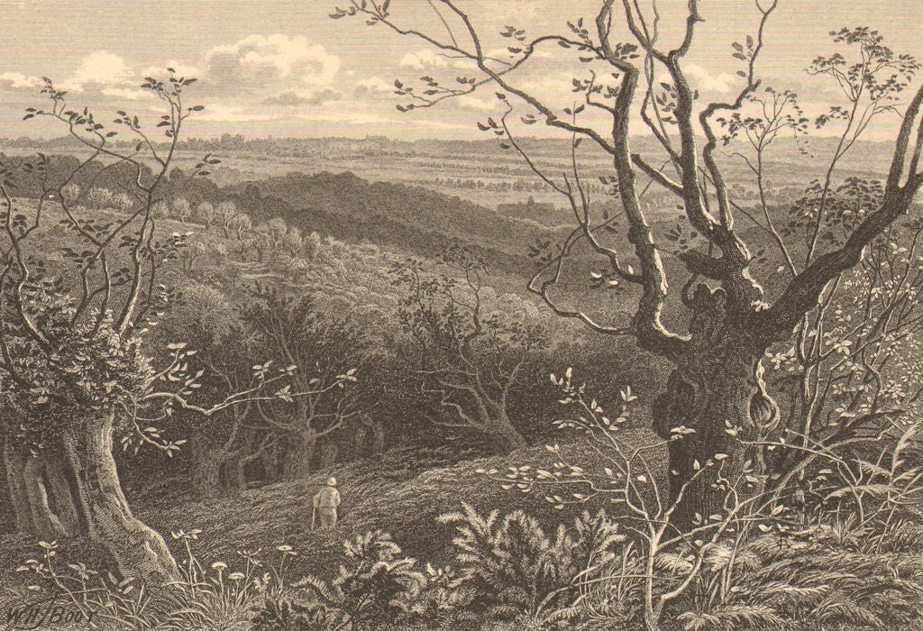 EPPING FOREST. Near High Beech / High Beach. Essex 1888 old antique print